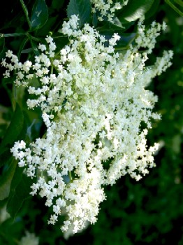 Elder Flowers